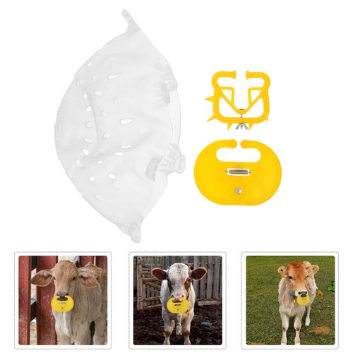 Farm animal weaner calf - farm,