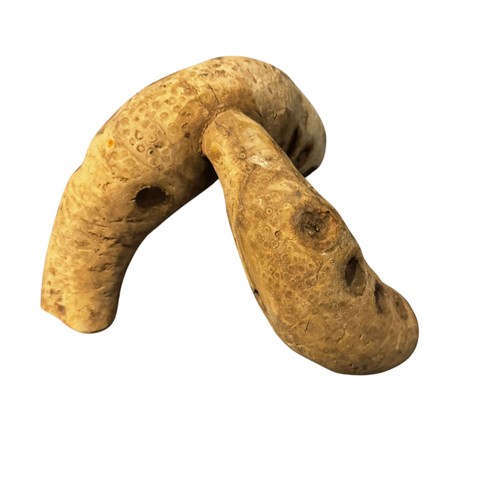 Medium bamboo root branch - medium,