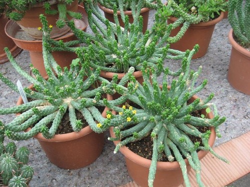 Succulents euphorbia inerm 18 - ,
