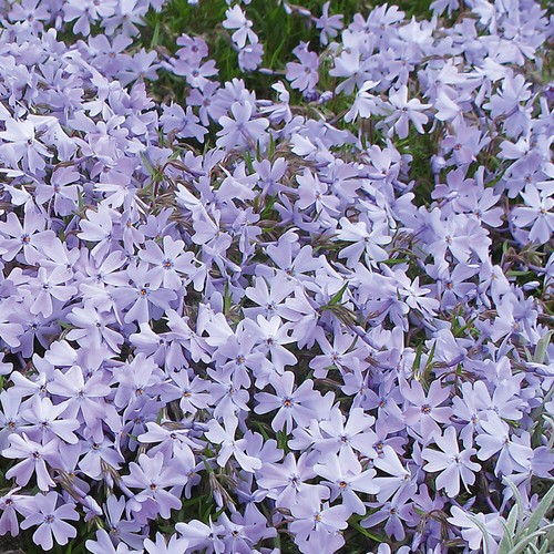 Phlox emerald cushion blue - phlox, blue'