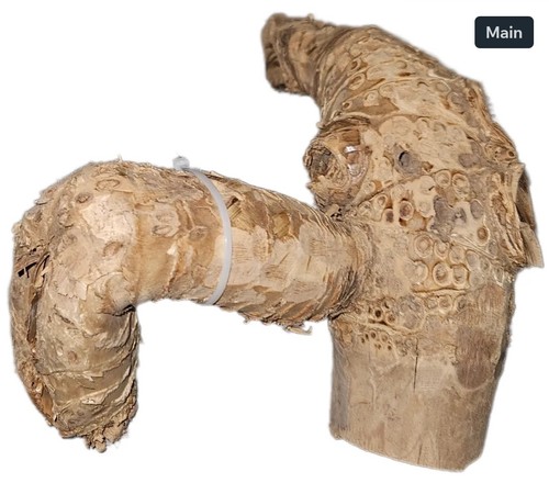 Bamboo root hamster - -,