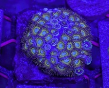 WYSIWYG: Pikachu XL Zoa Colony