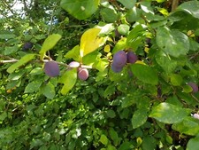 Damson plum unrooted - damson,