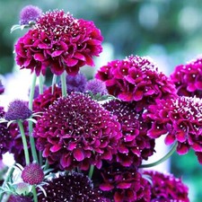 Rose Campion Seeds and Atropurpurea Scabiosa AKA Pincushion and Aquilegia Seeds