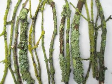 15 English Live Fresh Living Lichens Branches - Snails Isopod Millipedes Treat