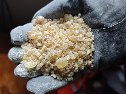 Boswellia frereana coptic - boswellia,