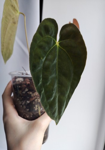 Anthurium papillilaminum - ,