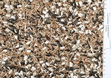 Johnston & Jeff Cockatiel &