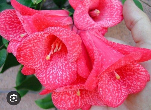 Lapageria rosea chilean - lapageria,