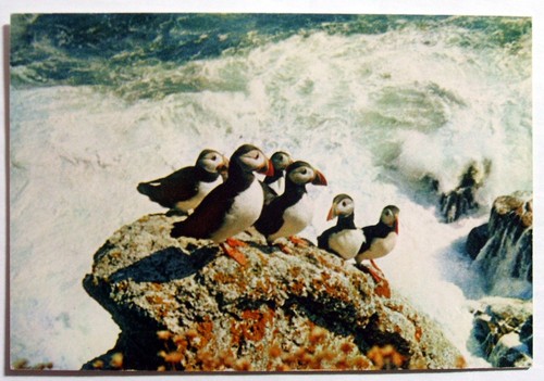 Postcard puffins lundy - postcard,