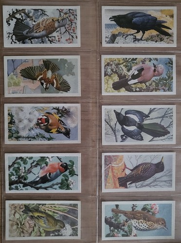 Brooke bond bird - bird,