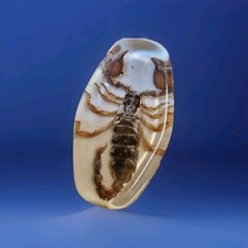 Rare beautiful scorpion - rare,