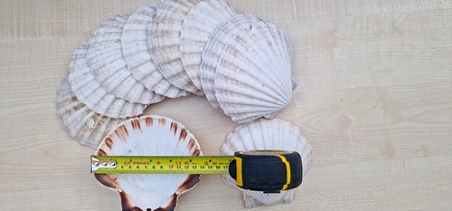 Pack natural scallop - 10,