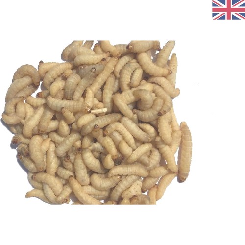 Live wax moth - larvae, treat