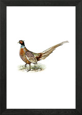 Ring Necked Pheasant Bird