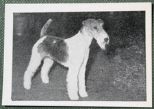 WIRE-HAIRED FOX TERRIER