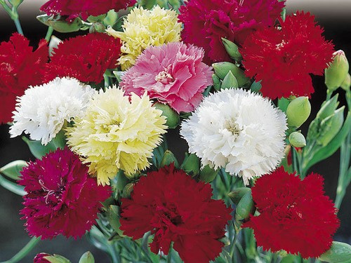 Carnation chabaud mixed - chabaud,