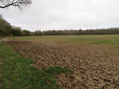 Photo 6x4 copse ground field - 6x4,