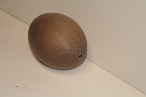 Genuine vintage emu egg blown - genuine,