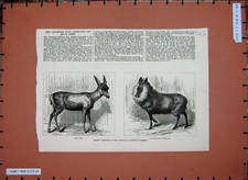 Old Antique Print 1879 Zoological Gardens Animals Mule Deer Goat Antelope 19th