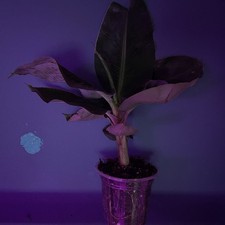 Musa Dwarf Cavendish Exotic