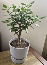 Crassula Ovata Hummel’s