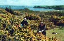 WALES POSTCARD Caldey Island