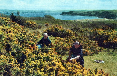 Wales postcard caldey - caldey, island