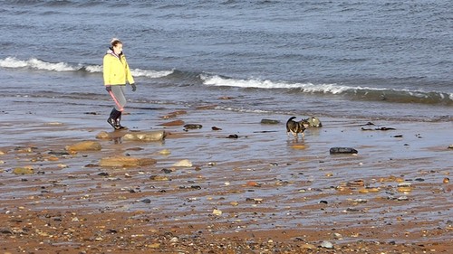 Photo 6x4 dog - 6x4,