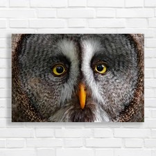 Captivating Owl Close-Up