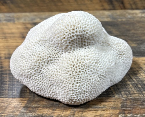 Vintage brain coral - brain, white