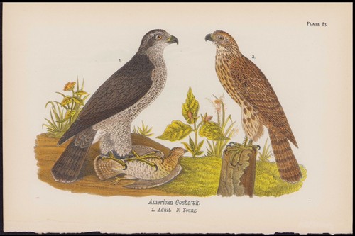 1890 birds pennsylvania - 1890, of