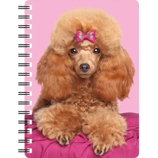 Poodle, Red Poodle, 3D