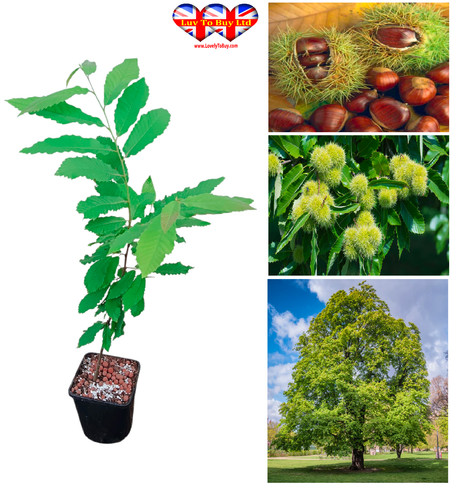 Sweet chestnut tree castanea - sweet, (castanea