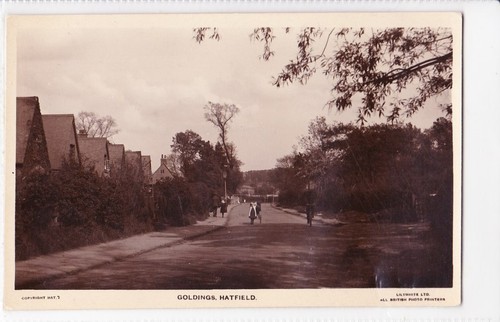 Hatfield goldings - goldings,
