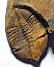 British TRILOBITE Ampyx