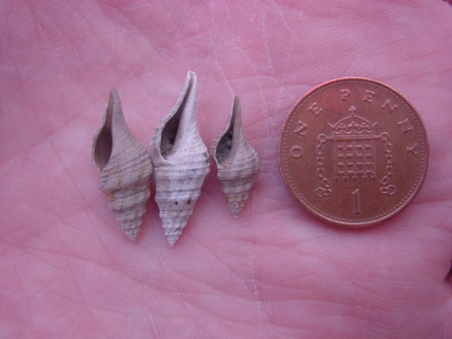 Bartonian eocene - bartonian,