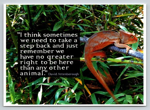 Chameleon david attenborough - chameleon,