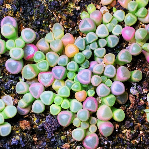 Fenestraria aurantiaca seeds - fenestraria,