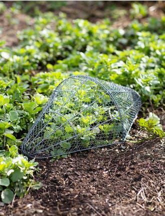 Chicken wire garden seedling - wire,