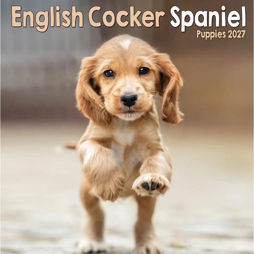 English cocker spaniel puppies - spaniel,