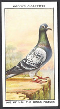 OGDENS - RACING PIGEONS - #14 ONE OF HM THE KING'S PIGEONS