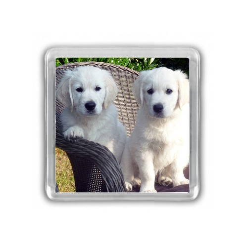 Dog fridge magnets pug staffy - pug,