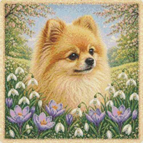 Pomeranian puppy dog - puppy,