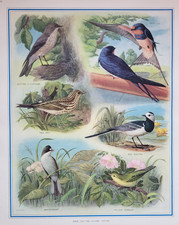 VINTAGE MACMILLAN SCHOOL EDUCATIONAL SUMMER VISITORS BIRDS POSTER 21" X 17"