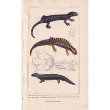 1834 SALAMANDER Lizard Print - Hand-Coloured - Reptile Wall Art - 5.3 x 8.2 Inch