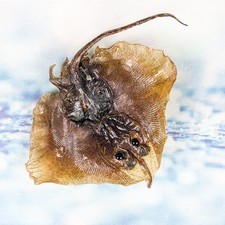 Stingray fish Ray Nautical