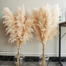 Natural Tall Pampas Grass
