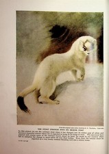 Stoat In Ermine Coat (Red