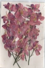 REAL PRESSED FLOWERS 4 STEMS